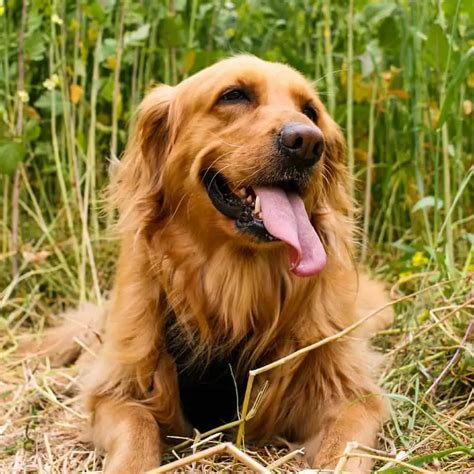 Molly is a Golden Retriever rescue dog for adoption in Lisbon, Iowa. . Iowa golden retriever rescue